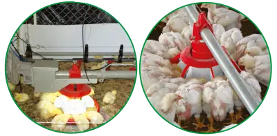  Broiler Feeding Systems - Dhumal Automatic Feeding Solutions 